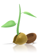 kiemplant